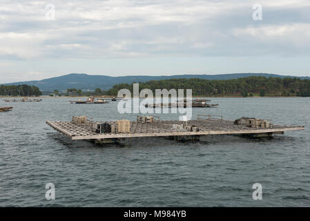 Mussel Aquakultur Flöße, Batea, in Arousa Mündung, Galizien, Spanien Stockfoto