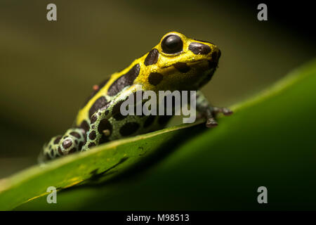 Splash Back Pfeilgiftfrosch (Ranitomeya variabilis) Eine wunderschöne Art der Pfeilgiftfrosch von den nassen Regenwald von Peru, Ecuador und Kolumbien. Stockfoto