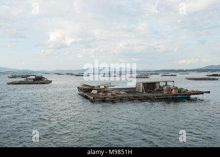 Mussel Aquakultur Flöße, Batea, in Arousa Mündung, Galizien, Spanien Stockfoto