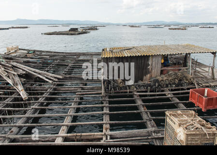 Mussel Aquakultur Flöße, Batea, in Arousa Mündung, Galizien, Spanien Stockfoto