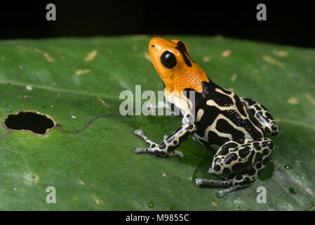 Das Highland morph der Rothaarige Pfeilgiftfrosch (Ranitomeya fantastica) in den Bergen von Peru. Stockfoto