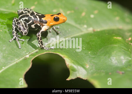 Das Highland morph der Rothaarige Pfeilgiftfrosch (Ranitomeya fantastica) in den Bergen von Peru. Stockfoto