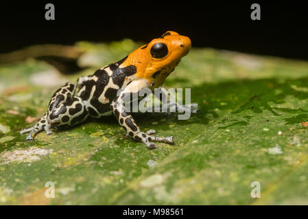 Das Highland morph der Rothaarige Pfeilgiftfrosch (Ranitomeya fantastica) in den Bergen von Peru. Stockfoto