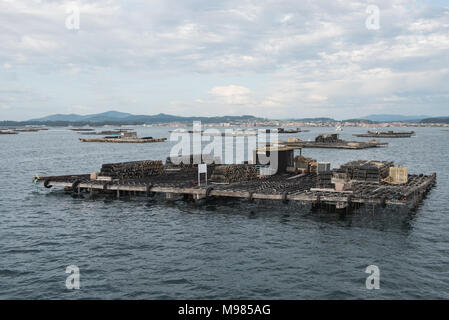 Mussel Aquakultur Flöße, Batea, in Arousa Mündung, Galizien, Spanien Stockfoto