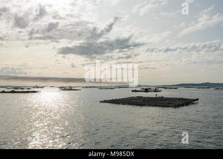 Mussel Aquakultur Flöße, Batea, in Arousa Mündung, Galizien, Spanien Stockfoto