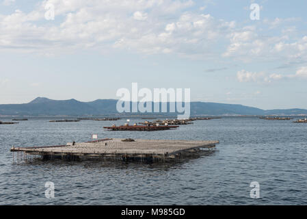 Mussel Aquakultur Flöße, Batea, in Arousa Mündung, Galizien, Spanien Stockfoto