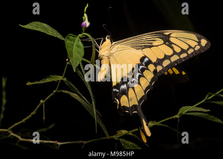 Ein König Schwalbenschwanz (Papilio thoas) ist eine Pflanzenart aus der Gattung der Schmetterling der Vereinigten Staaten zu Südamerika gefunden, dieses Einzelne ist aus dem Norden von Peru. Stockfoto