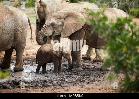 Südafrika, Osteuropa, Cape, Addo Elephant National Park, afrikanische Elefanten, Loxodonta Africana Stockfoto