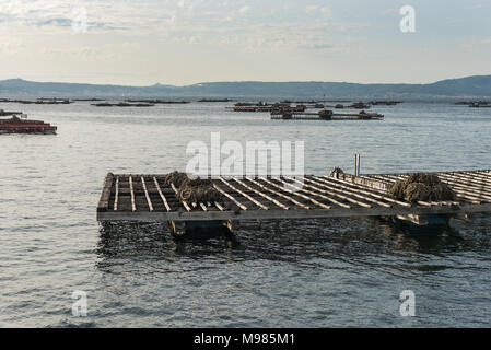 Mussel Aquakultur Flöße, Batea, in Arousa Mündung, Galizien, Spanien Stockfoto