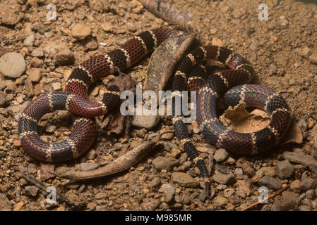 Die Peruanische Coral snake (Micrurus Peruvianus) ist ein sehr geheimnisvoll, aber giftige Bewohner des Dschungels. Stockfoto