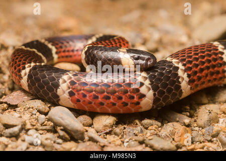 Die Peruanische Coral snake (Micrurus Peruvianus) ist ein sehr geheimnisvoll, aber giftige Bewohner des Dschungels. Stockfoto