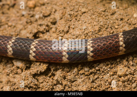 Nahaufnahme der Farbe Bands von einer Peruanischen coral Snake, eine giftige Arten in der Cobra-Familie. Stockfoto