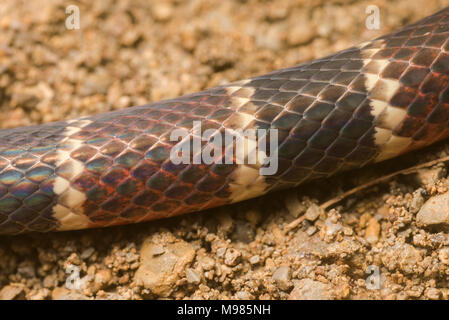 Nahaufnahme der Farbe Bands von einer Peruanischen coral Snake, eine giftige Arten in der Cobra-Familie. Stockfoto