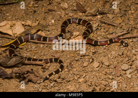 Die Peruanische Coral snake (Micrurus Peruvianus) ist ein sehr geheimnisvoll, aber giftige Bewohner des Dschungels. Stockfoto