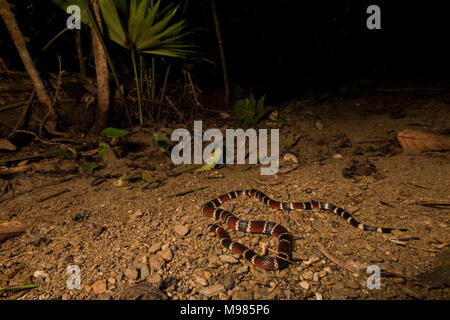 Die Peruanische Coral snake (Micrurus Peruvianus) ist ein sehr geheimnisvoll, aber giftige Bewohner des Dschungels. Stockfoto