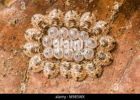 Eine kreisförmige Anordnung der Shield bug Nymphen um die Eier, die Sie von geschlüpft. Sie herum kleben, um für ein paar Tage vor Dispergieren. Stockfoto