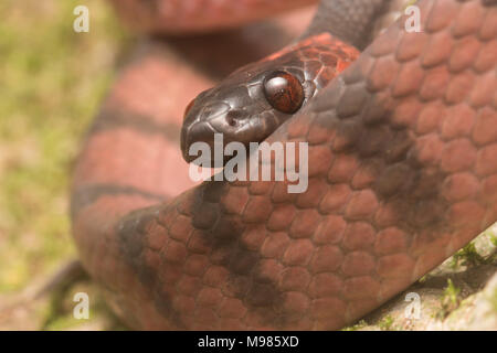 Die Tropischen flachen Schlange (Siphlophis Compressus) ist eine farbenfrohe Bewohner des Tropischen Regenwaldes aus Mittel-, Südamerika, er ernährt sich von Eidechsen. Stockfoto