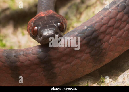 Die Tropischen flachen Schlange (Siphlophis Compressus) ist eine farbenfrohe Bewohner des Tropischen Regenwaldes aus Mittel-, Südamerika, er ernährt sich von Eidechsen. Stockfoto