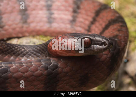 Die Tropischen flachen Schlange (Siphlophis Compressus) ist eine farbenfrohe Bewohner des Tropischen Regenwaldes aus Mittel-, Südamerika, er ernährt sich von Eidechsen. Stockfoto