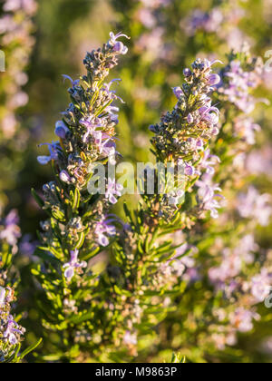 Blühende Rosmarin (Rosmarinus officinalis) in Esporao, Portugal, bei Sonnenuntergang Stockfoto