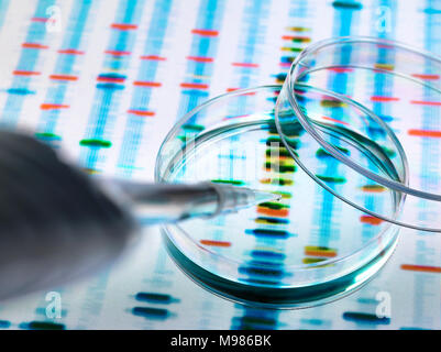 Probe von DNA in eine Petrischale über genetische Ergebnisse pipettiert Stockfoto