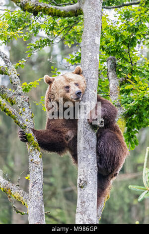 Deutschland, Nationalpark Bayerischer Wald, Tier Freigelände Neuschoenau, Braunbär, Ursus arctos, Klettern Stockfoto