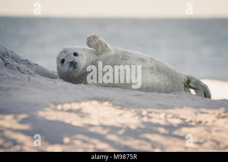 Deutschland, Helgoland, grau SEAL Pup am Strand liegen Stockfoto