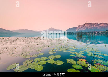 Österreich, Mondsee, Seerosen am Morgen Stockfoto