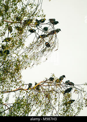 Stare auf Birke Stockfoto