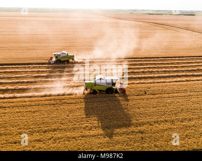Mähdrescher auf einem Feld von Weizen, Luftbild. Stockfoto