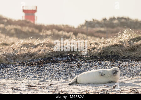 Deutschland, Helgoland, Insel Duene, grau SEAL Pup am Strand liegen Stockfoto