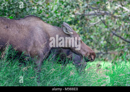 USA, Alaska, Anchorage: Elk, Kincaid Park Stockfoto