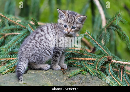 Deutschland, Nationalpark Bayerischer Wald, Tier Freigelände Neuschoenau, Wildkatze, Felis silvestris, junge Tier Stockfoto