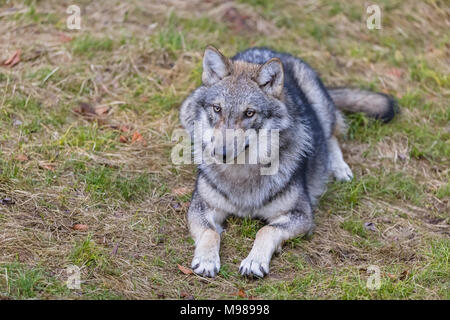Deutschland, Nationalpark Bayerischer Wald, Tier Freigelände Ludwigsthal, Europäischer Wolf, Canis lupus Stockfoto