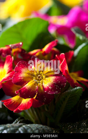 Rote und gelbe Primel, close-up Stockfoto