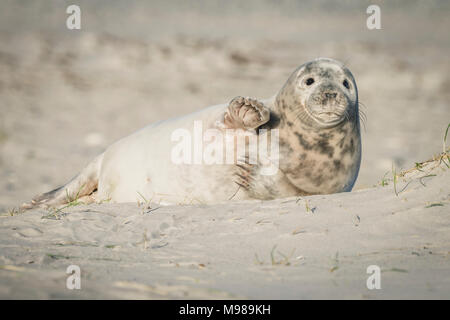 Deutschland, Helgoland, grau SEAL Pup am Strand liegen Stockfoto