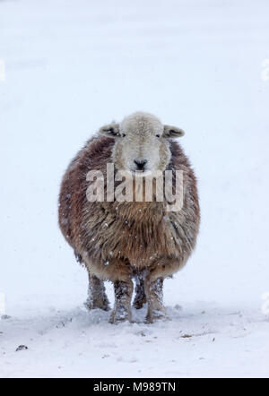 Herdwick-schafe und fallenden Schnee, Großbritannien Stockfoto