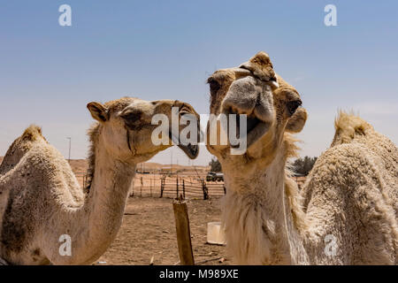 Kamele teilen ein Witz. Foto nordöstlich von Riad, Saudi-Arabien auf dem Weg zur Thumamah National Park. Stockfoto