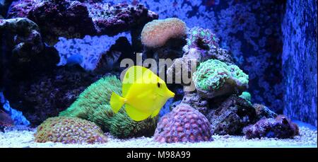 Gelb Zebrasoma flavescens Tabn - Stockfoto