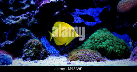 Gelb Zebrasoma flavescens Tabn - Stockfoto