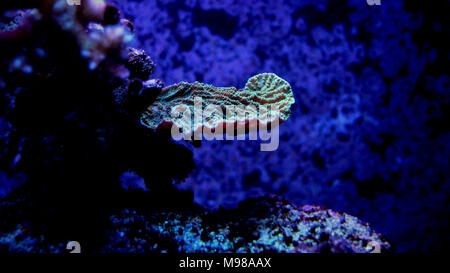 Montipora Candy Cap Coral, - (Montipora sp) Stockfoto