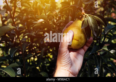 Bauer untersuchen und Kommissionierung Birne Obst in organischen Garten gewachsen, männliche Hand, die reifende Frucht Stockfoto