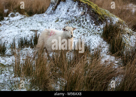 Herdwick-schafe in Noth Wales im Winter bei Sonnenuntergang. Die Schafe haben eine orangefarbene Tönung aufgrund der untergehenden Sonne. Die Schafe werden in Kürze Lamm. Stockfoto