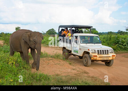 Eine Sri Lankan Elephant Crossing vor einem Safari Jeep mit Touristen, Udawalawe Nationalpark in Sri Lanka. Stockfoto