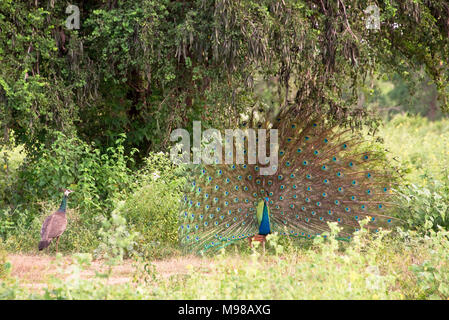 Einen männlichen Pfau, der sein Gefieder, wehe das Weibchen auf der linken Seite in der udawalawe Nationalpark in Sri Lanka. Stockfoto