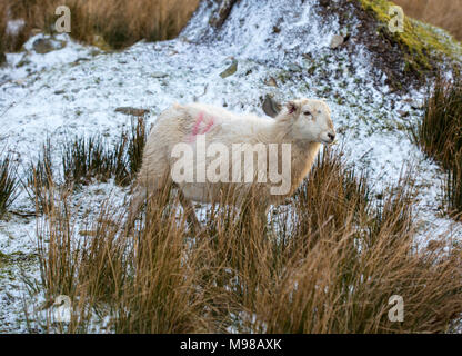 Herdwick-schafe in Noth Wales im Winter bei Sonnenuntergang. Die Schafe haben eine orangefarbene Tönung aufgrund der untergehenden Sonne. Die Schafe werden in Kürze Lamm. Stockfoto