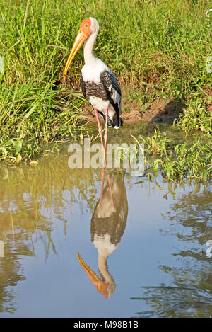 Eine gemalte Stork (Mycteria leucocephala) in Wasser in Yala National Park wider, Sri Lanka an einem sonnigen Tag. Stockfoto