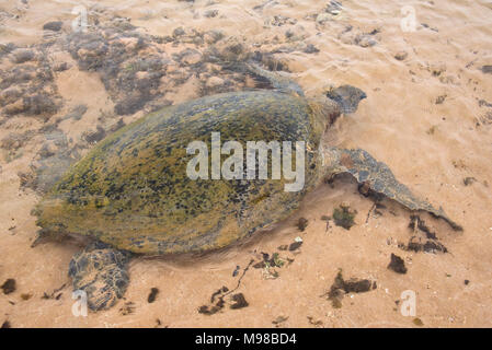 Eine grüne Meeresschildkröte im seichten Wasser in der Nähe vom Strand in Hikkaduwa, Sri Lanka. Stockfoto