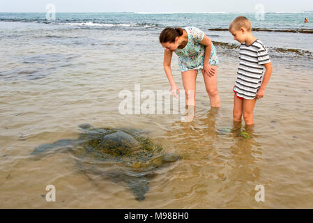 Jeden Tag diese grüne Meeresschildkröten kommen in am Strand von Hikkaduwa, Sri Lanka, wo Sie haben zu Menschen füttern Seegras. Stockfoto