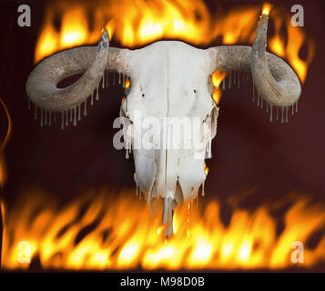 Stier Schädel schmelzen durch das Feuer Stockfoto